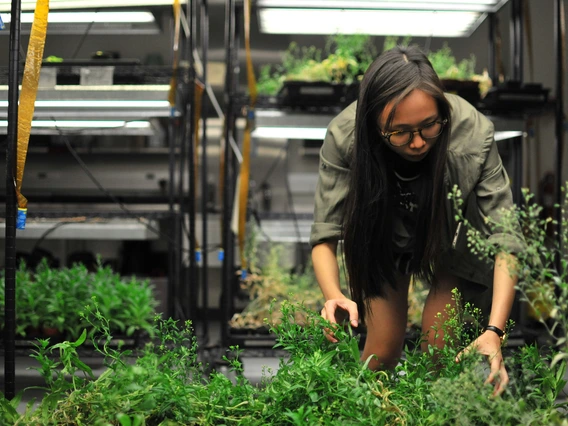 Person working with plants in a lab