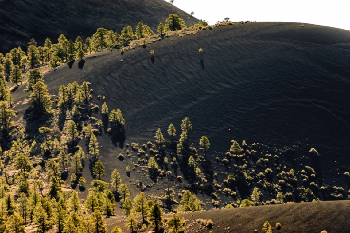 A hillside with foliage growing alongside it