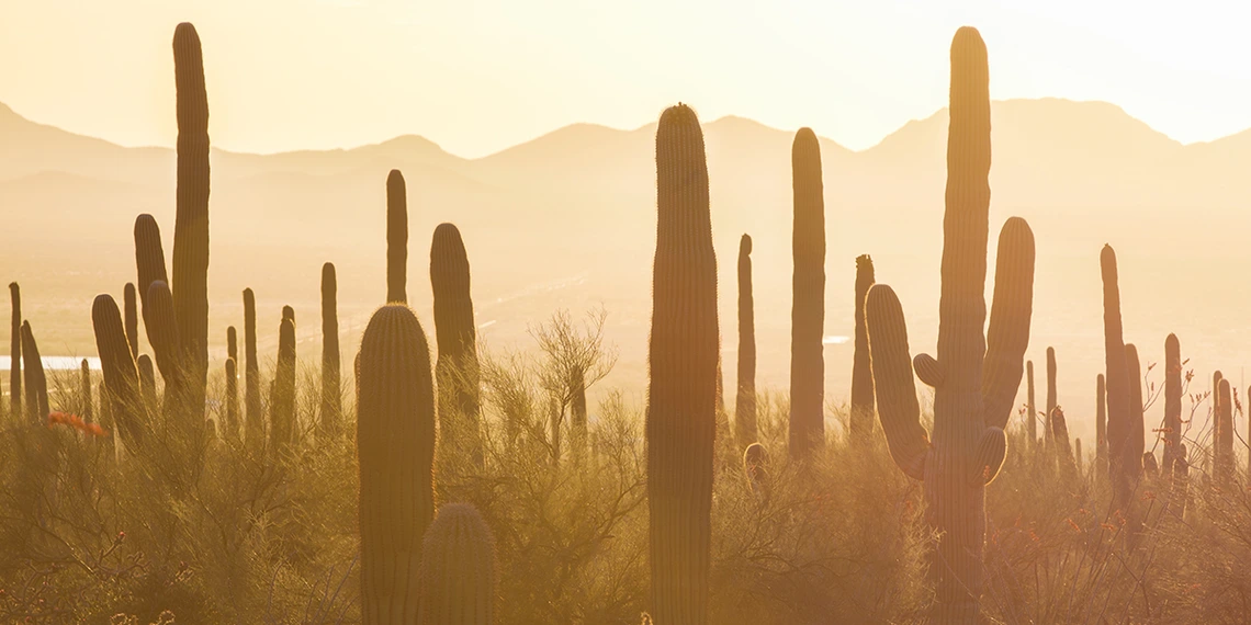 Saguaro cacti at sunset