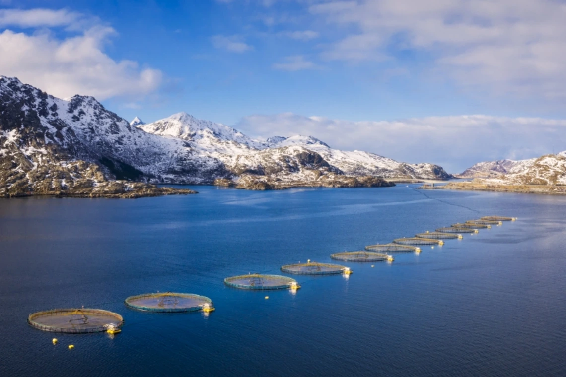 Aqua feeding spots in a lake