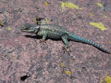 Spiny lizard on rock