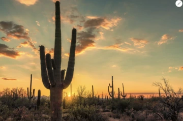 Saguaro cactus in evening