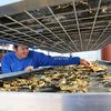 A research technician examines seaweed that has been dried.