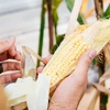 Hands hold an ear of corn