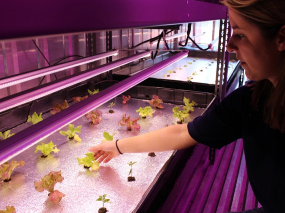 A biosystems engineer examining a plant in a controlled environment