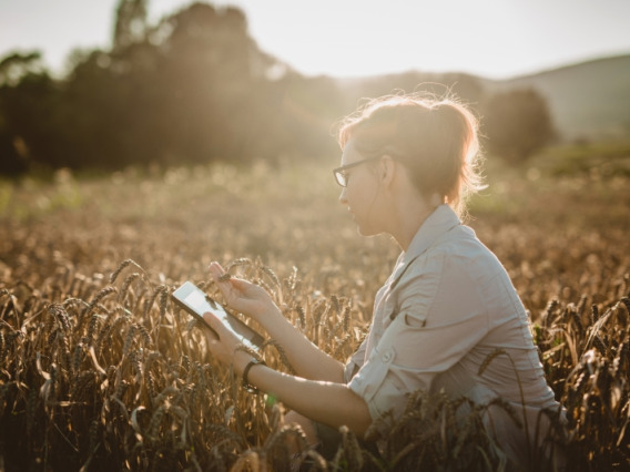 Woman examining wheat in a field in the late afternoon while taking notes on a tablet