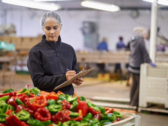 A woman with a hairnet inspecting a large table of cut bell peppers of varying colors