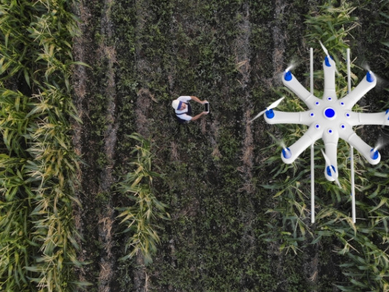 A drone flying over a plot of crops with the pilot standing on the ground