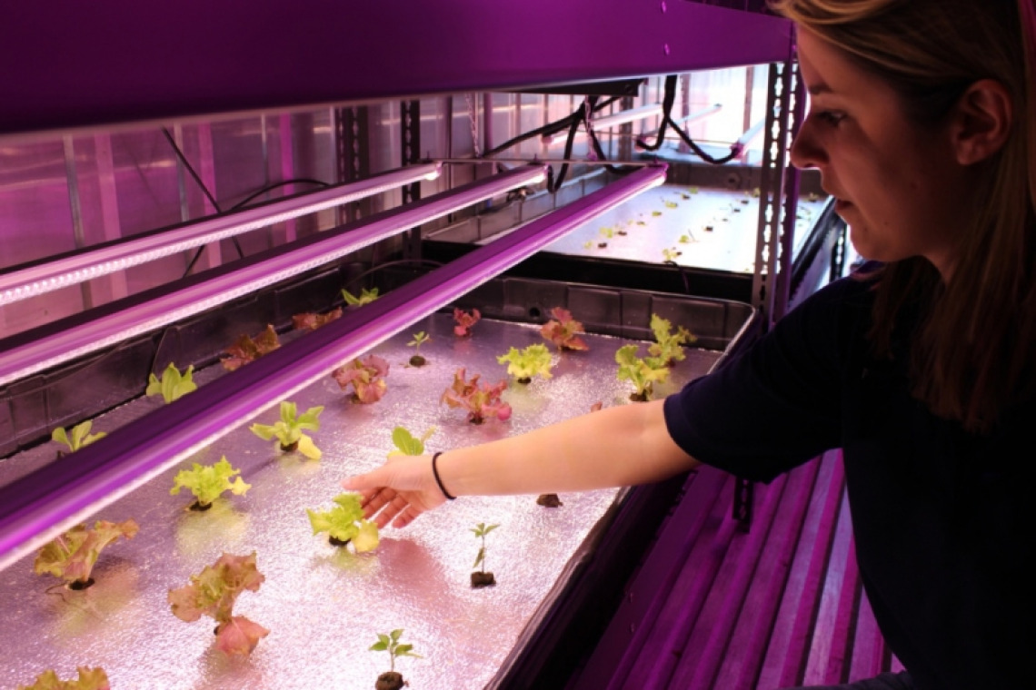 A biosystems engineer examining a plant in a controlled environment