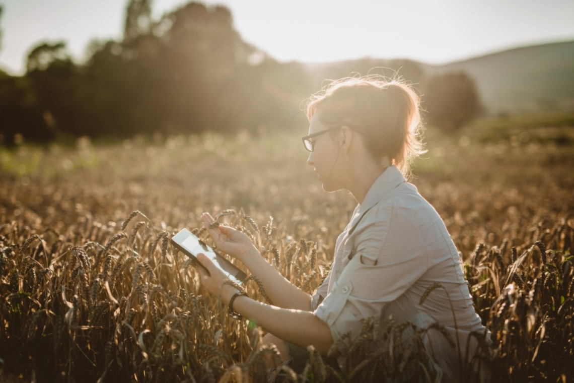 Woman examining wheat in a field in the late afternoon while taking notes on a tablet