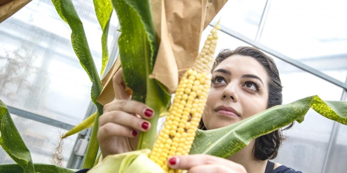A woman picking and analyzing corn