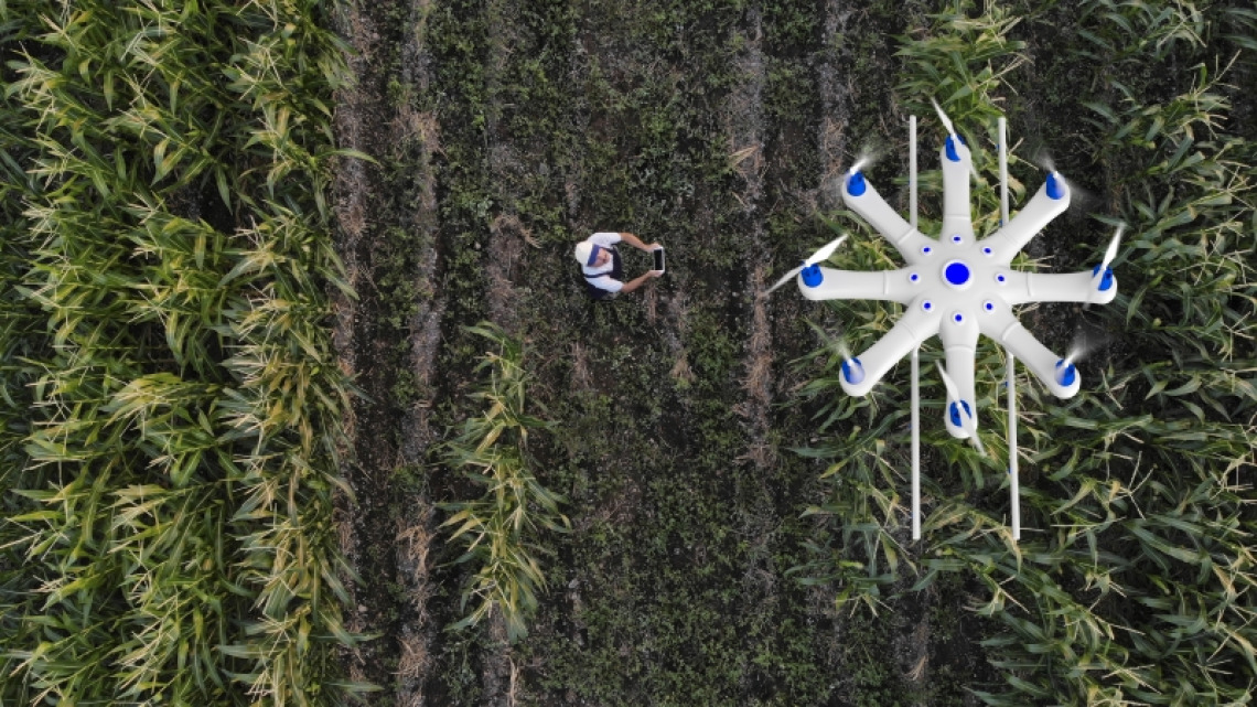 A drone flying over a plot of crops with the pilot standing on the ground