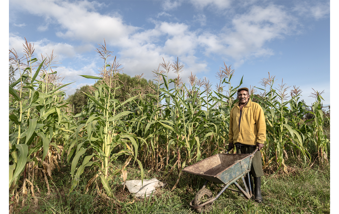 farmer harvesting maize