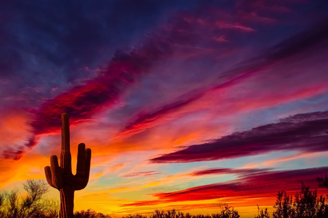Saguaro at sunset