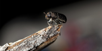 A mountain pine bark beetle on a tree branch