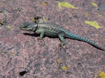 Spiny lizard on rock