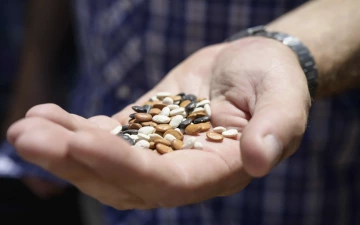 Tepary beans in the palm of a hand