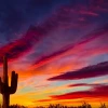 Saguaro at sunset